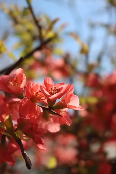 Cydonia Japonica Różowe Kwiaty Wiosnę Krzew Pigwy Kwiatach — Zdjęcie stockowe