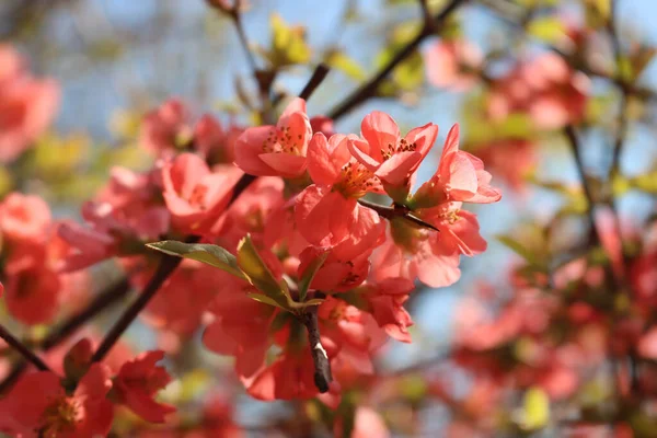 シドニア属のピンクの花を咲かせます 開花中の豪華なブッシュ — ストック写真