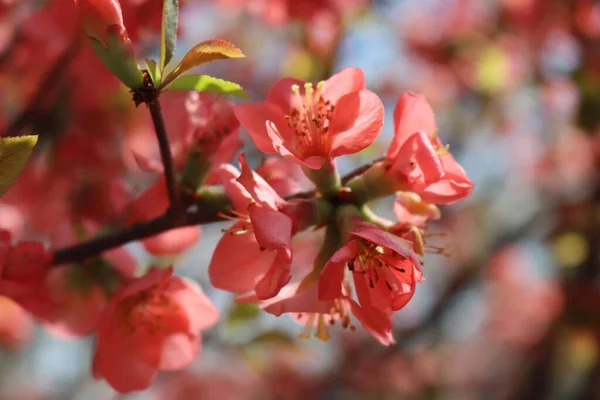 シドニア属のピンクの花を咲かせます 開花中の豪華なブッシュ — ストック写真