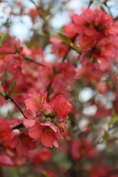 Cydonia Japonica Flores Rosa Primavera Arbusto Marmelo Flor — Fotografia de Stock