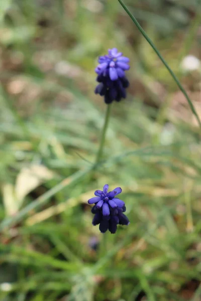 牧草地の青いムスカリの花のクローズアップ選択的な焦点 春の花 — ストック写真