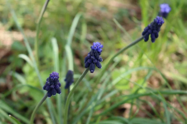 Primo Piano Dei Fiori Blu Muscari Nel Prato Fuoco Selettivo — Foto Stock