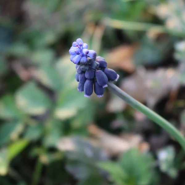 Primo Piano Dei Fiori Blu Muscari Nel Prato Fuoco Selettivo — Foto Stock