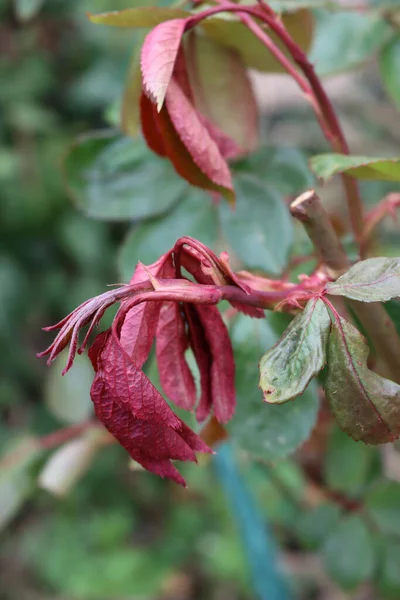 Detailní Záběr Listů Růžového Keře Poškozených Mrazem Zahradě Jaře — Stock fotografie