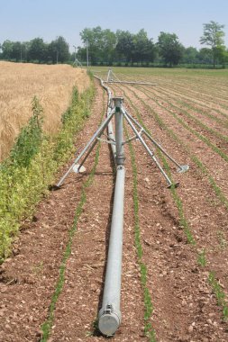 Güneşli yaz ve günde büyüyen soya tarlaları üzerinde tarım sulama sistemi