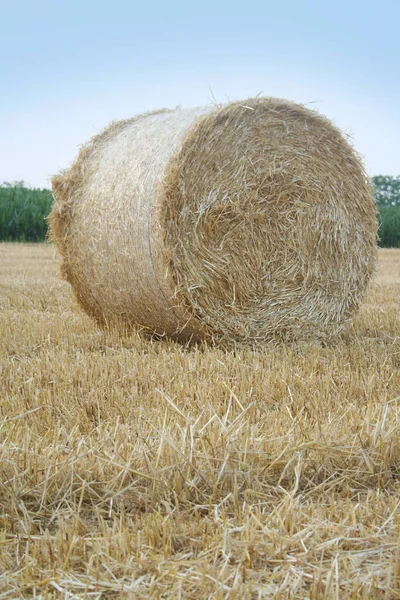 Golden Dry Hay Bales Wheat Field Summer Season Agricultural Landscape — Stock Photo, Image