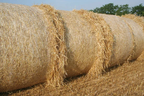 Balle Fieno Secche Oro Campo Grano Durante Stagione Estiva Paesaggio — Foto Stock