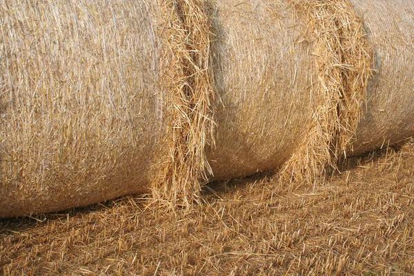 Balle Fieno Secche Oro Campo Grano Durante Stagione Estiva — Foto Stock