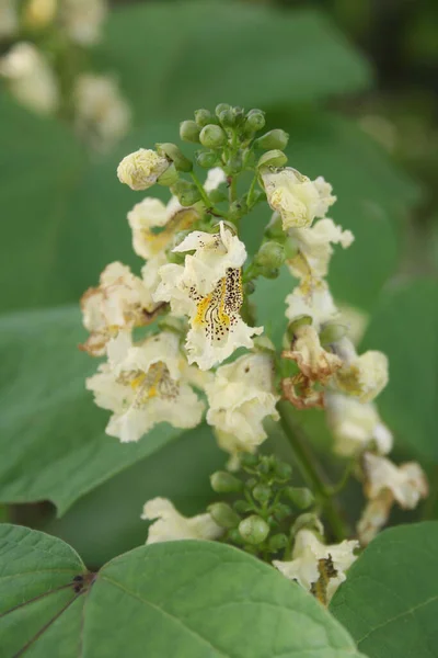 Catalpa Bignonioides Indian Bean Tropical Tree Bloom Garden Close Catalpa — Stock Photo, Image