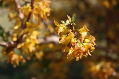 Bahar mevsiminde beklenmedik bir soğuğun yol açtığı dallardaki sarı çiçekleri yakından çekiyoruz.