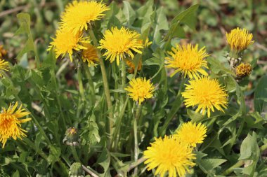 Güneşli bir günde bir sürü sarı çiçekli karahindiba bitkisi. Taraxacum officinalis