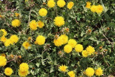 Güneşli bir günde bir sürü sarı çiçekli karahindiba bitkisi. Taraxacum officinalis