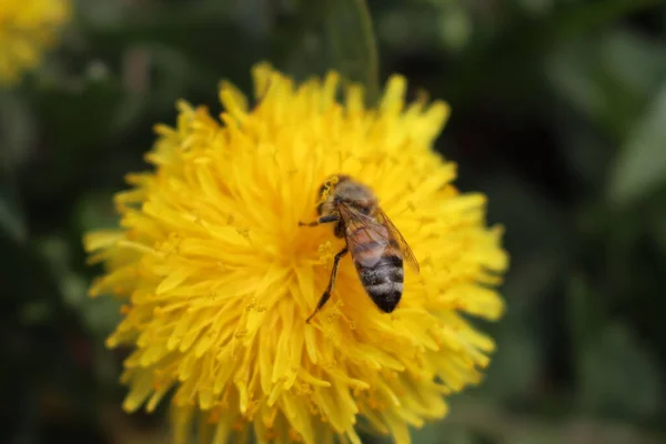 Primer Plano Apis Mellifera Sobre Las Flores Taraxacum Officinalis Abeja — Foto de Stock