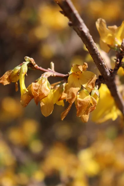 春に予期せぬ霜で損傷を受けた枝上のフォルシシア黄色の花のクローズアップ — ストック写真