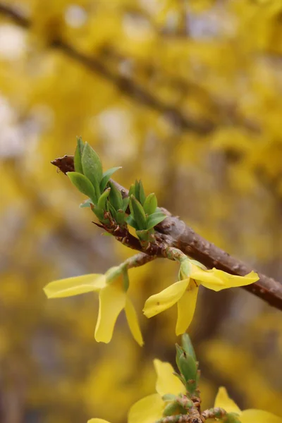 Närbild Forsythia Med Gula Blommor Och Gröna Färska Nya Blad — Stockfoto