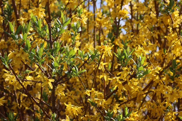 Close Forsythia Yellow Flowers Green Fresh New Leaves Branch Springtime — Stock Photo, Image