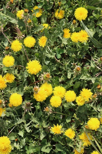 Maskros Växter Med Många Gula Blommor Solig Dag Taraxacum Officinalis — Stockfoto