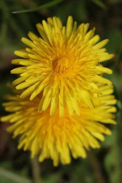 Närbild Maskros Gula Blommor Taraxacum Officinalis — Stockfoto