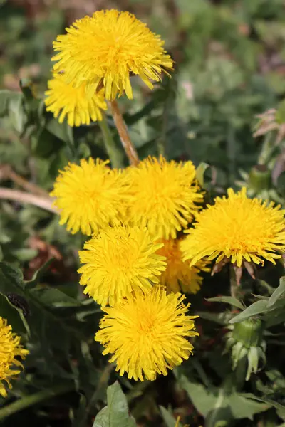 Maskros Växter Med Många Gula Blommor Solig Dag Taraxacum Officinalis — Stockfoto