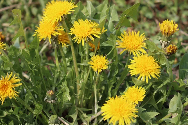 Maskros Växter Med Många Gula Blommor Solig Dag Taraxacum Officinalis — Stockfoto