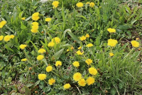 Mniszek Lekarski Wieloma Żółtymi Kwiatami Słoneczny Dzień Taraxacum Officinalis — Zdjęcie stockowe