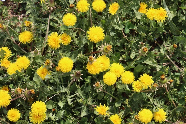 Plantas Diente León Con Muchas Flores Amarillas Día Soleado Taraxacum — Foto de Stock