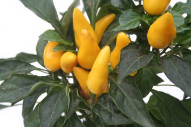 Beyaz arka planda izole edilmiş bitkiler üzerinde taze sarı mini biberler.