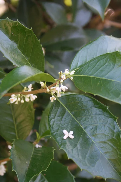 Osmanthus Dulce Blanco Flores Olivo Fragantes Jardín Osmanthus Fragante Flor — Foto de Stock