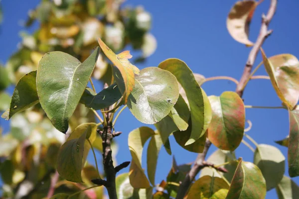 秋に庭に黄色と緑の葉を持つ梨の木 晴れた日の梨の木 — ストック写真