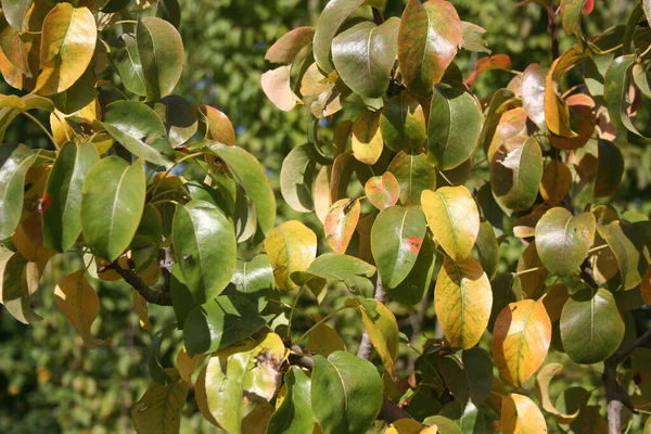 Päronträd Med Gula Och Gröna Blad Trädgården Höstsäsongen Päron Träd — Stockfoto