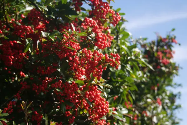枝に赤い果実がたくさんあるピラカンサのヘッジ 青空に背を向ける秋の庭のファイアソーン — ストック写真