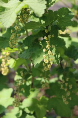 İlkbaharda dallarında soluk sarı çiçekler olan frenk üzümü çalısı. Ribes çiçek açmış.