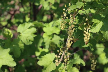 İlkbaharda dallarında soluk sarı çiçekler olan frenk üzümü çalısı. Ribes çiçek açmış.