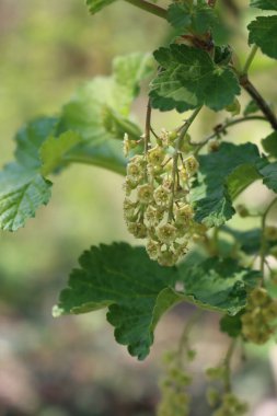 İlkbaharda dallarında soluk sarı çiçekler olan frenk üzümü çalısı. Ribes çiçek açmış.