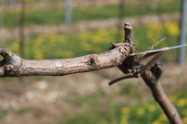 Güneşli bir günde ilkbaharda taze tomurcukları olan sarmaşık bitkileri. Vitis Vinifera 'nın yakın çekimi
