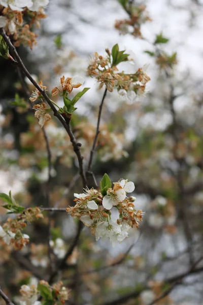 Kwaśne Kwiaty Wiśni Gałęzi Uszkodzone Przez Niewyraźny Mróz Wiosnę Prunus — Zdjęcie stockowe