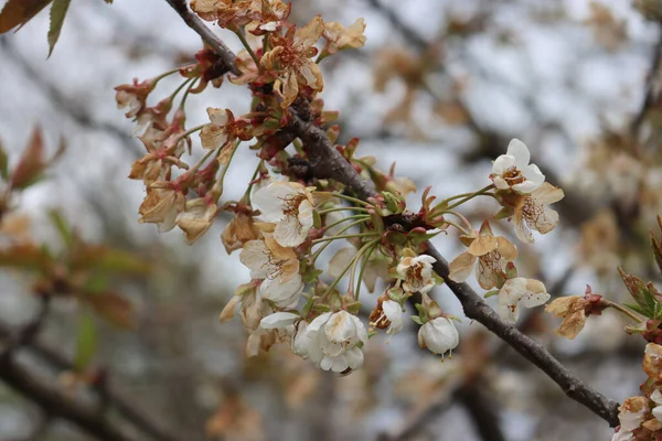 思いもよらない霜で枝に桜の花を咲かせます プルヌス アヴィウム — ストック写真
