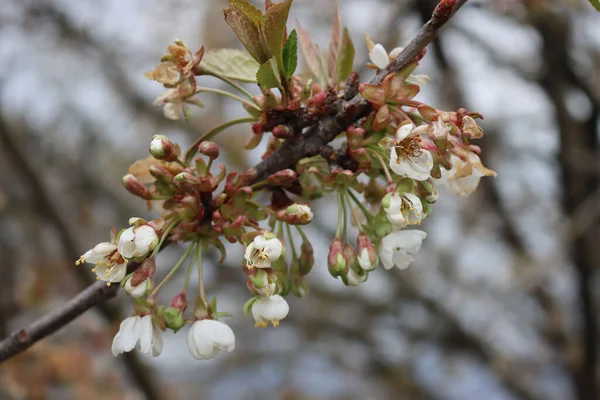 思いもよらない霜で枝に桜の花を咲かせます プルヌス アヴィウム — ストック写真
