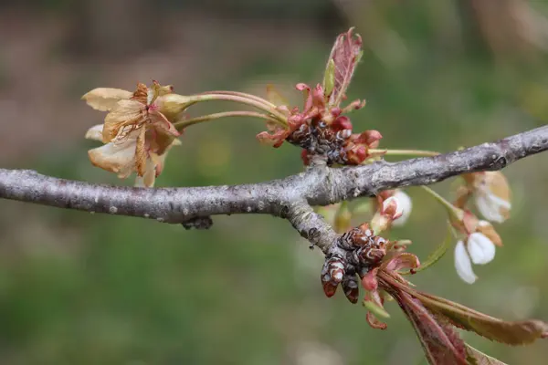 Daldaki Kiraz Ağacı Çiçekleri Bahar Mevsiminde Şiddetli Soğuktan Zarar Görmüştür — Stok fotoğraf
