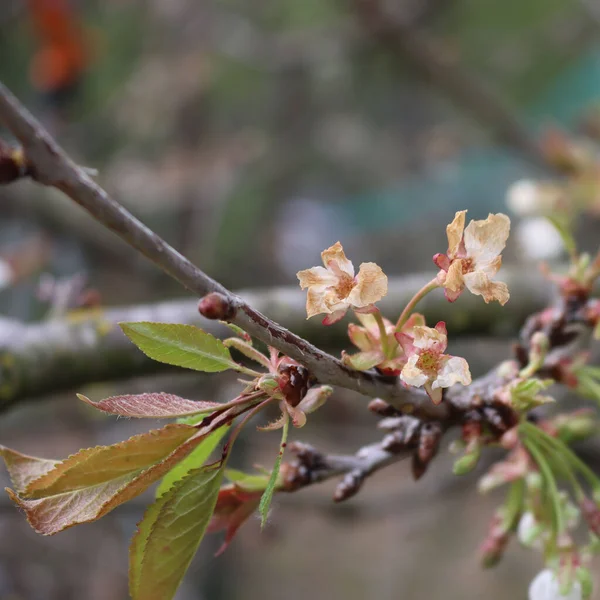 Körsbärsträd Blommor Gren Skadad Orespekterad Frost Våren Prunus Avium — Stockfoto