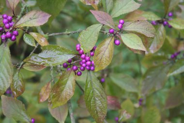 Beautyberry bush with ripe purple berries on branch under the rain. Callicarpa bodinieri bush on autumn season clipart
