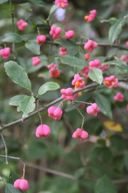 Dalında pembe ve portakal meyveleri olan Euonymus europaeus ağacı. Ayrıca sonbahar mevsiminde Spindle ağacı ya da Kış sürüngeni olarak da bilinir.