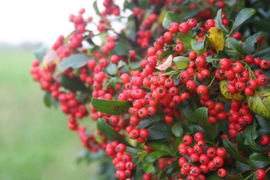 Pyracantha 'nın ya da Firethorn çalılarının, sonbahar mevsiminde bahçedeki dallarda kırmızı böğürtlenlerle yakın çekimi