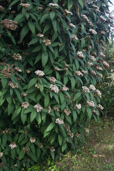 Viburnum Rhytidophyllum Árvore Flor Jardim Viburnum Arbusto Com Flores Brancas — Fotografia de Stock