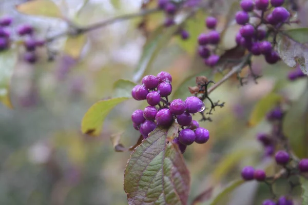 Schöner Beerenstrauch Mit Reifen Violetten Beeren Auf Zweigen Unter Dem — Stockfoto