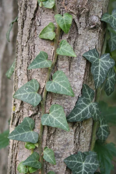 Hojas Verdes Frescas Hiedra Común Tronco Árbol Hedera Helix —  Fotos de Stock