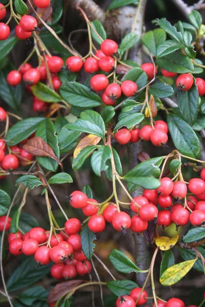 Närbild Cotoneaster Gren Med Röda Bär Och Gröna Blad Bomullsbuske — Stockfoto