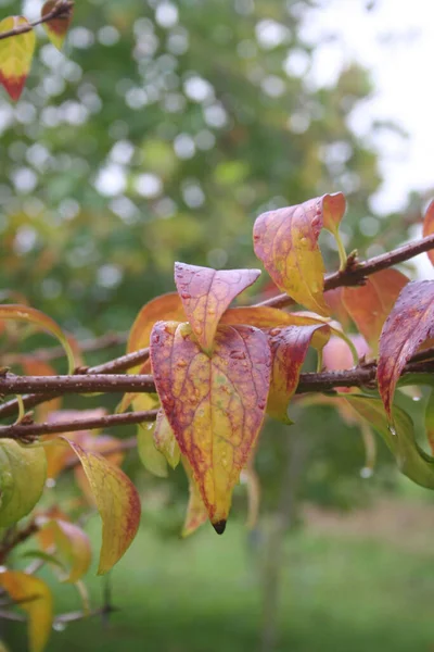 Forsythia Buisson Avec Des Feuilles Jaunes Rouges Couvertes Gouttes Pluie — Photo