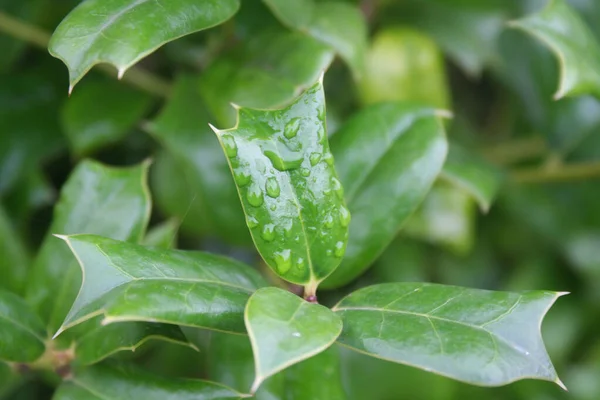 雨滴に覆われた新鮮な緑の葉を持つホリーブッシュ 秋に庭のIlex Cornutaブッシュ — ストック写真