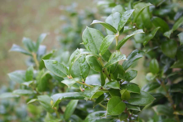 Arbuste Houx Avec Des Feuilles Vertes Fraîches Couvertes Gouttes Pluie — Photo